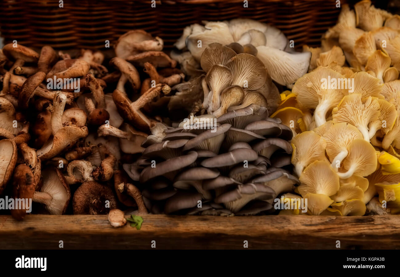 Fresche raccolte di funghi in un cestello - funghi shiitake, ostriche e chanterelle. profondità di campo Foto Stock