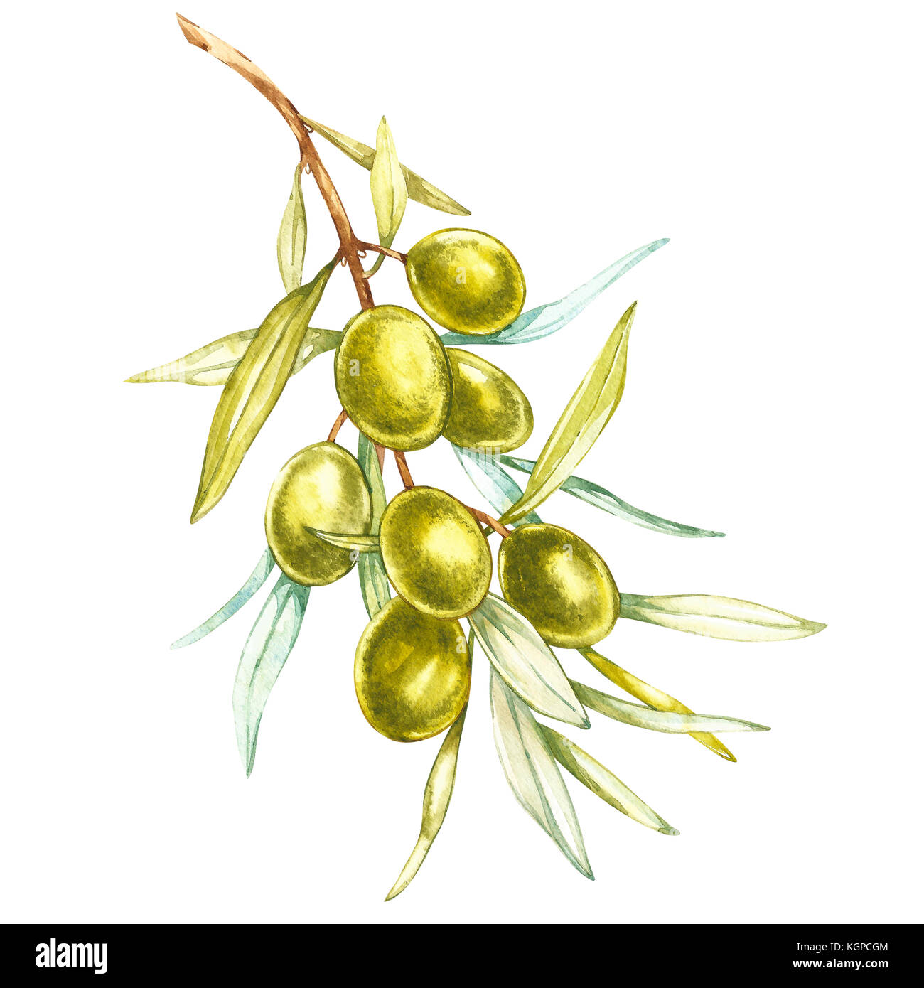 Oliva frutta e foglie di olivo su uno sfondo bianco. acquerello illustrazioni botaniche. stampa. Foto Stock