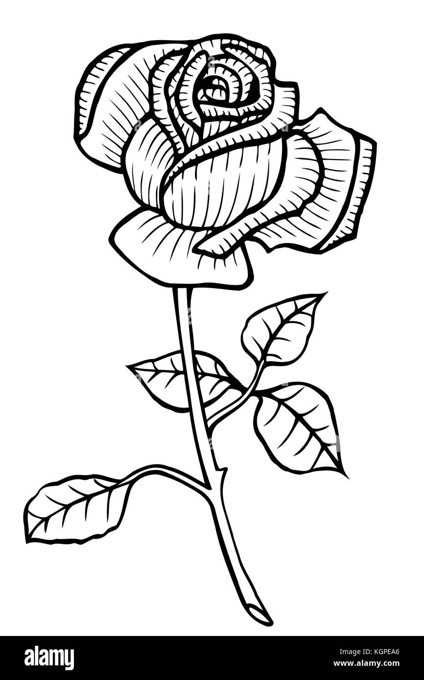 Rose. vettore. disegnati a mano opere d'arte. amore bohemia concept per il matrimonio inviti, cartoline, biglietti, congratulazioni, branding, boutique logo, etichetta. dono Illustrazione Vettoriale