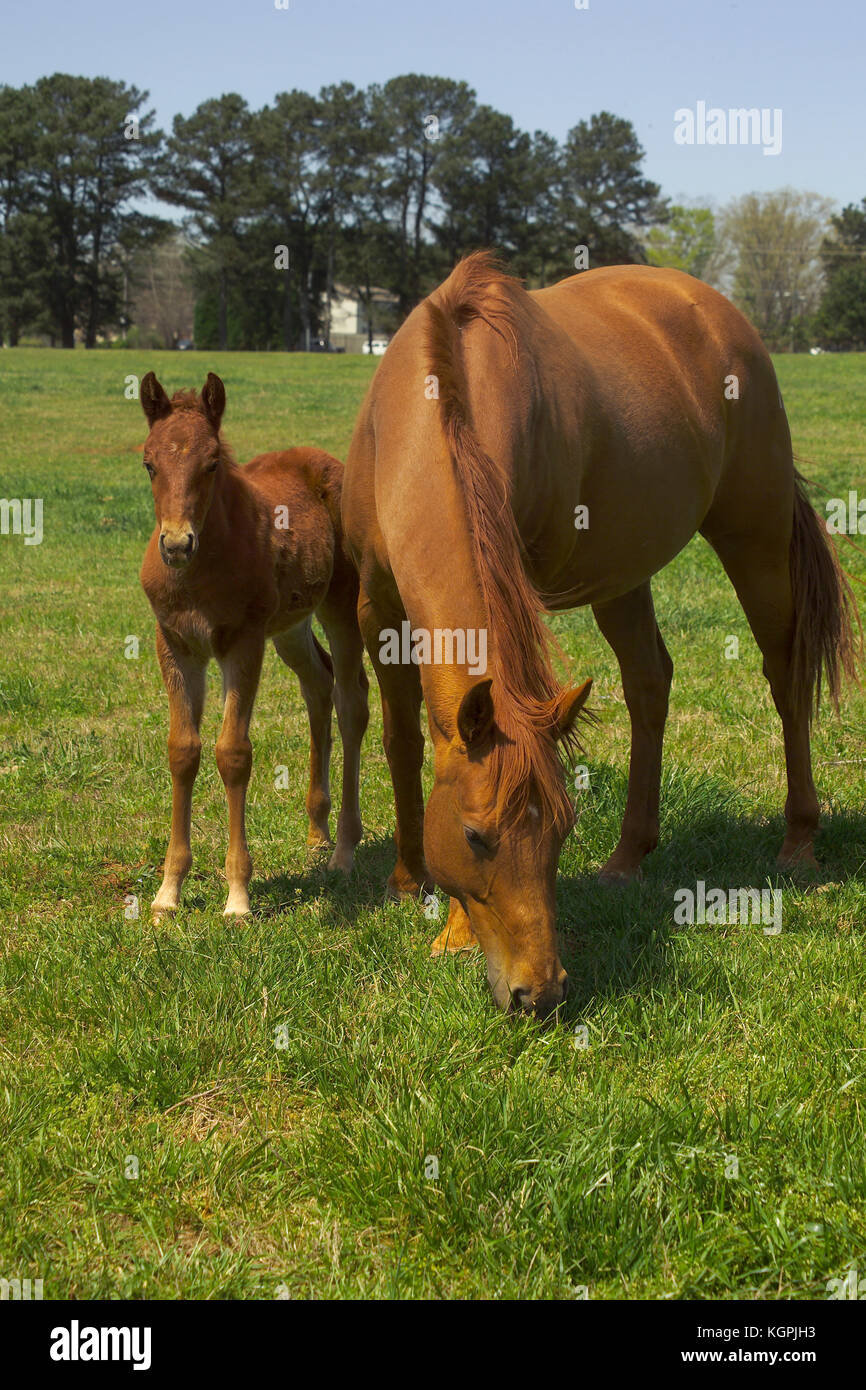 MARE con il puledro in pascolo, ALL'UNIVERSITÀ DI GEORGIA PROGRAMMA CAVALLO, Atene, GA Foto Stock