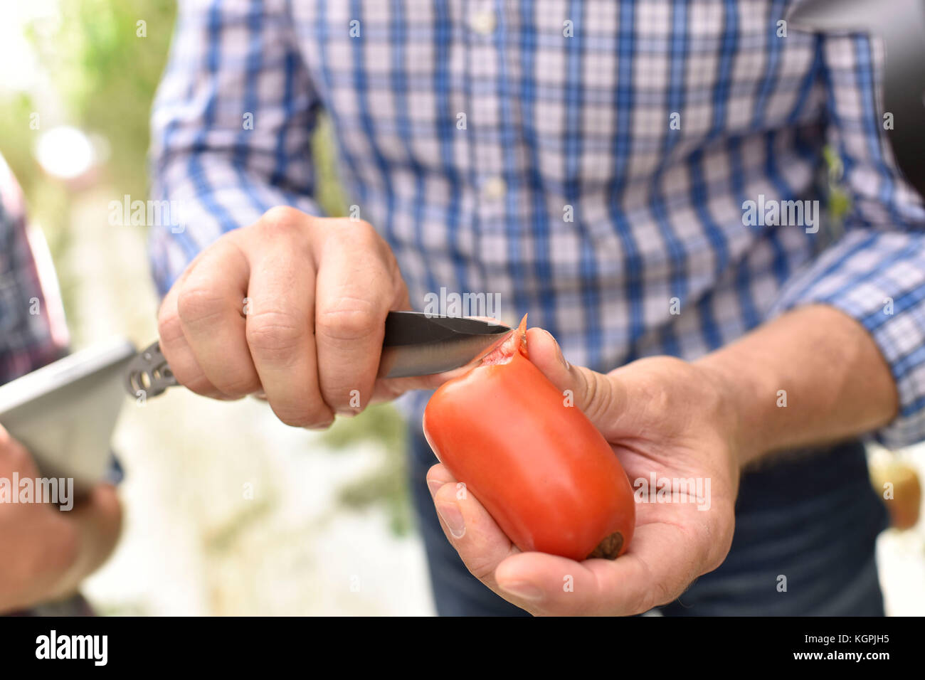 Agricoltore il taglio di ripe rosso pomodoro da serra Foto Stock