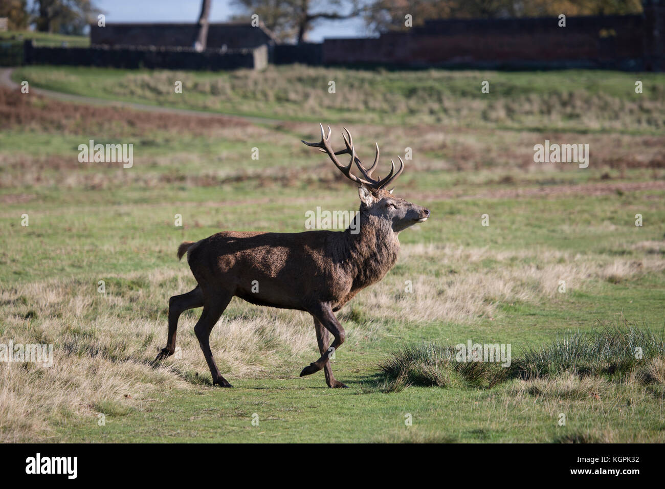 Red Deer cervo con grandi corna di cervo Cervus elaphus trotto attraverso il parco nel tardo autunno Foto Stock
