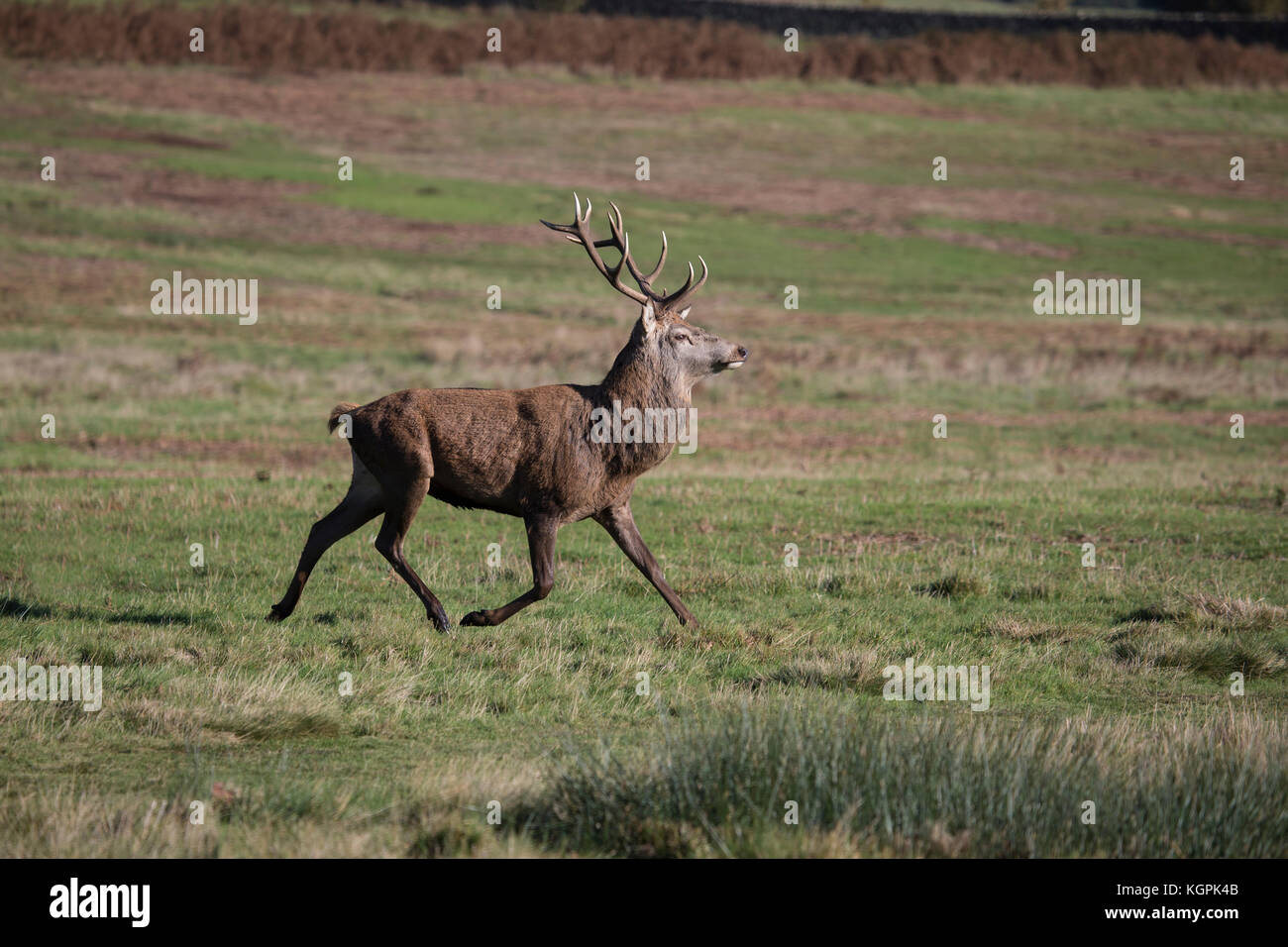 Red Deer cervo con grandi corna di cervo Cervus elaphus trotto attraverso il parco nel tardo autunno Foto Stock