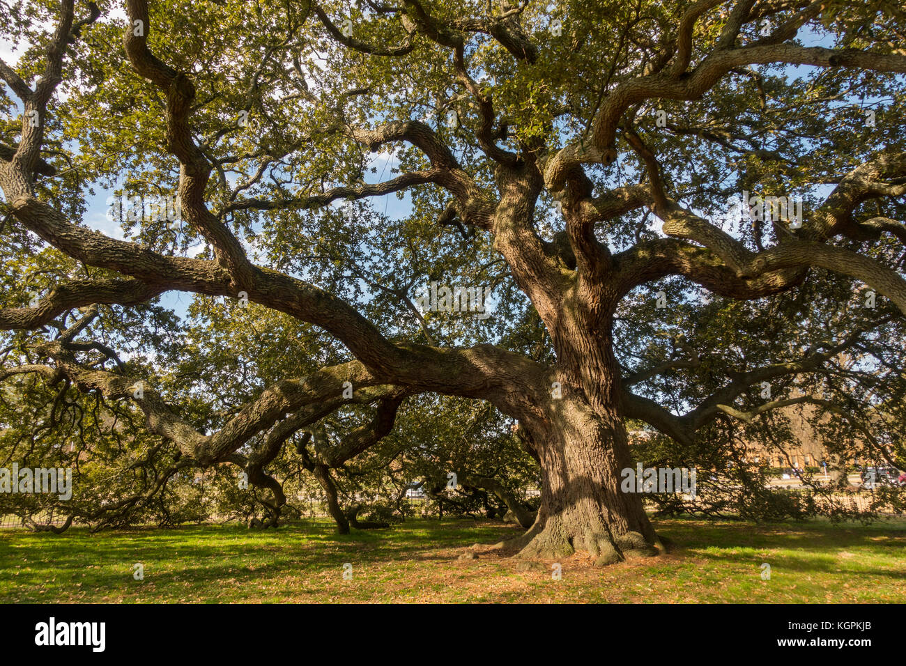 Emancipazione quercia a Hampton University Virginia Foto Stock