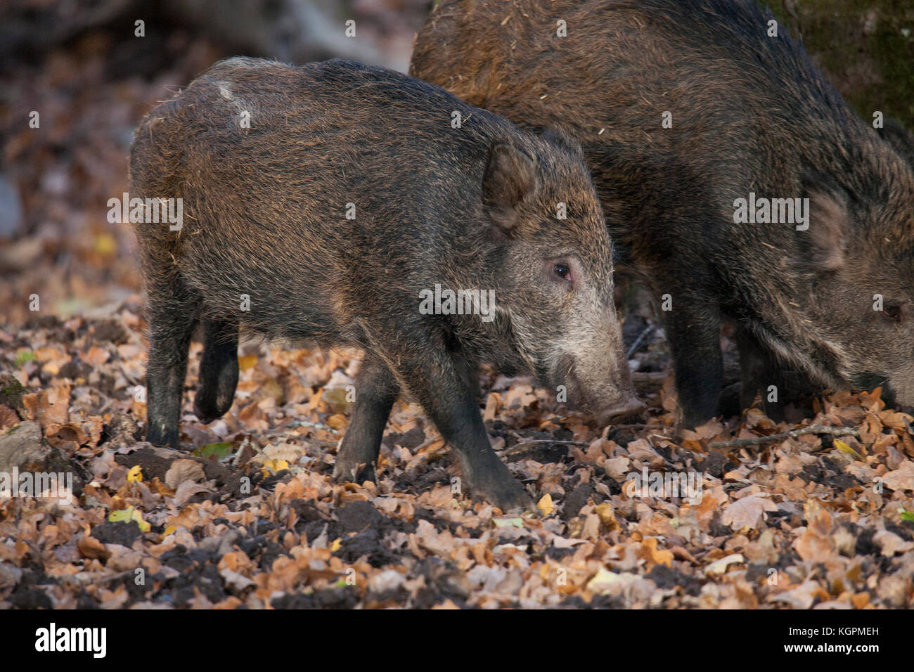 CINGHIALE 2017 antenato della maggior parte della razza suina domestica Foto Stock