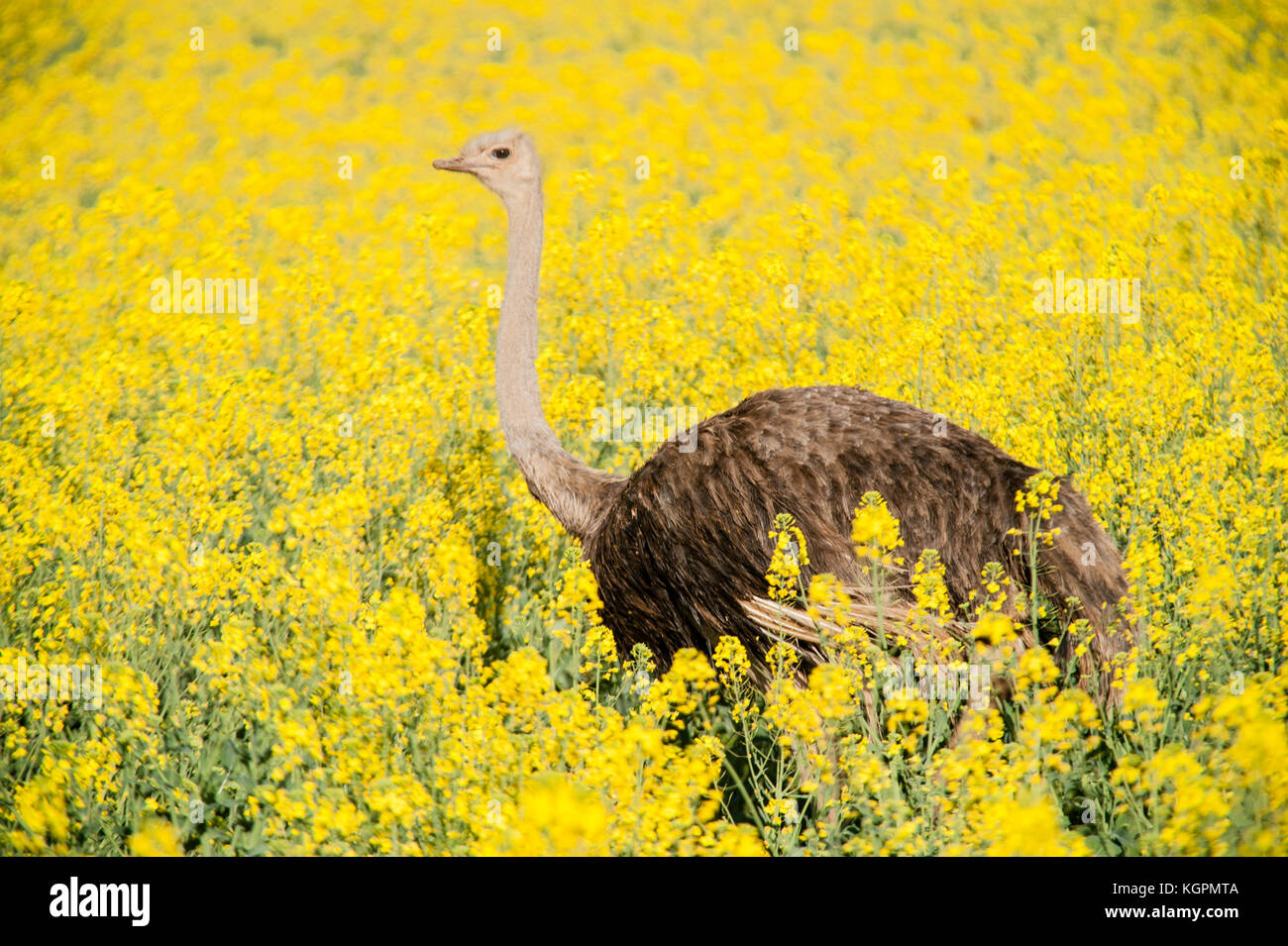 Gli struzzi in esecuzione in un giallo campo di fiori in un ranch privato nei pressi di Città del Capo. Sud Africa Foto Stock