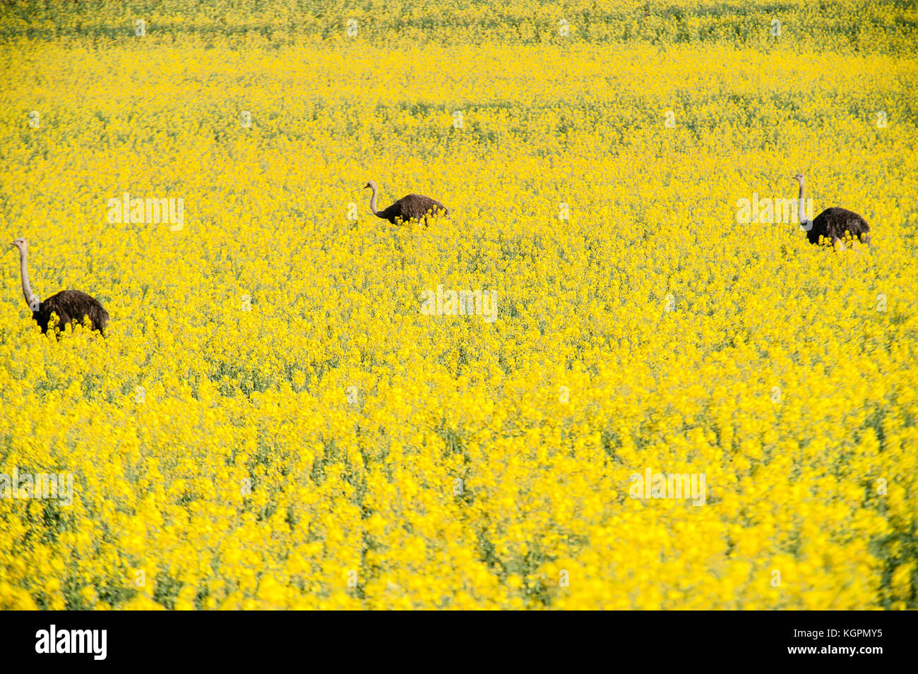 Gli struzzi in esecuzione in un giallo campo di fiori in un ranch privato nei pressi di Città del Capo. Sud Africa Foto Stock