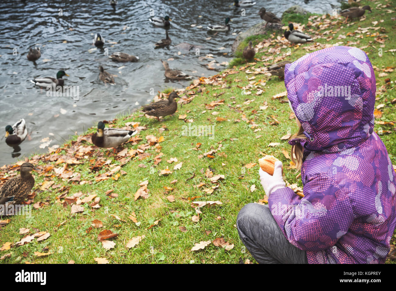 Bambina su erba alimenta le anatre nel parco di autunno Foto Stock