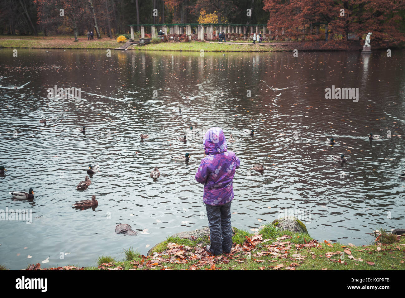 Bambina sorge sulla costa e alimenta le anatre nel parco di autunno Foto Stock