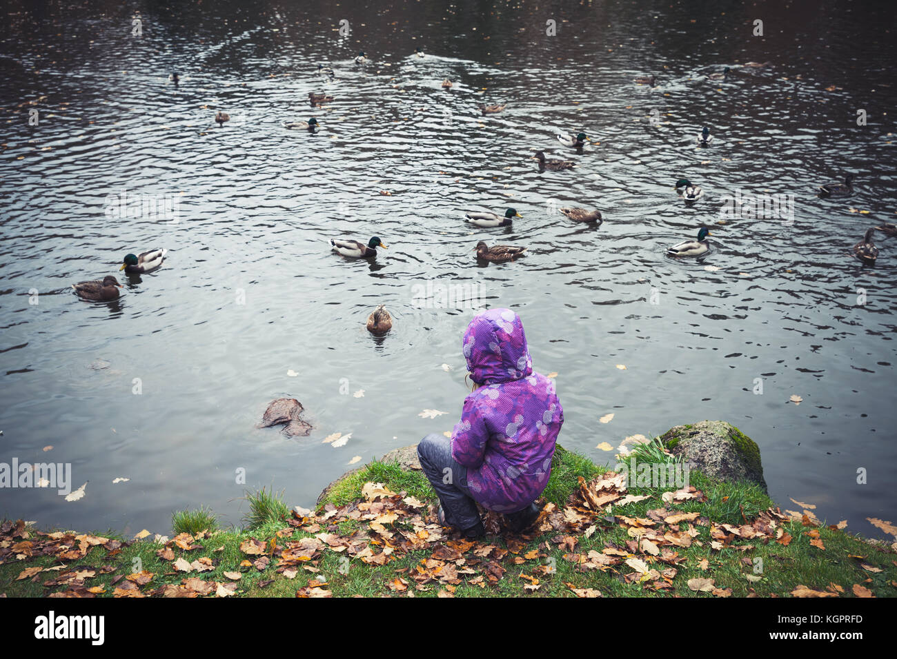 Bambina alimenta le anatre sul lago in autunno park Foto Stock