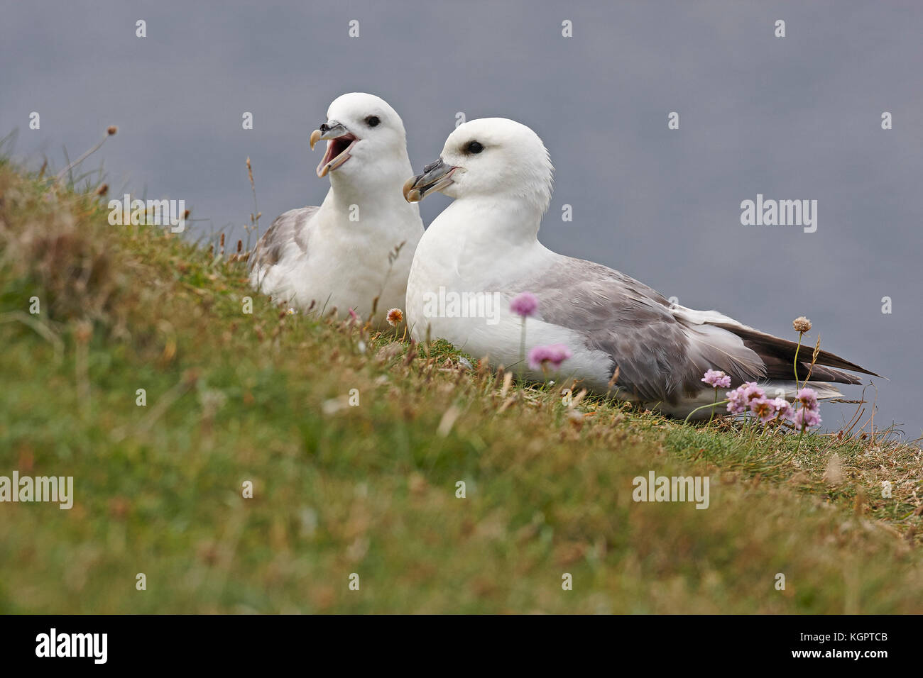 Una coppia di fulmars,fulmarus glacialis,appollaiato sullaparte superiore di una scogliera in Shetland Foto Stock