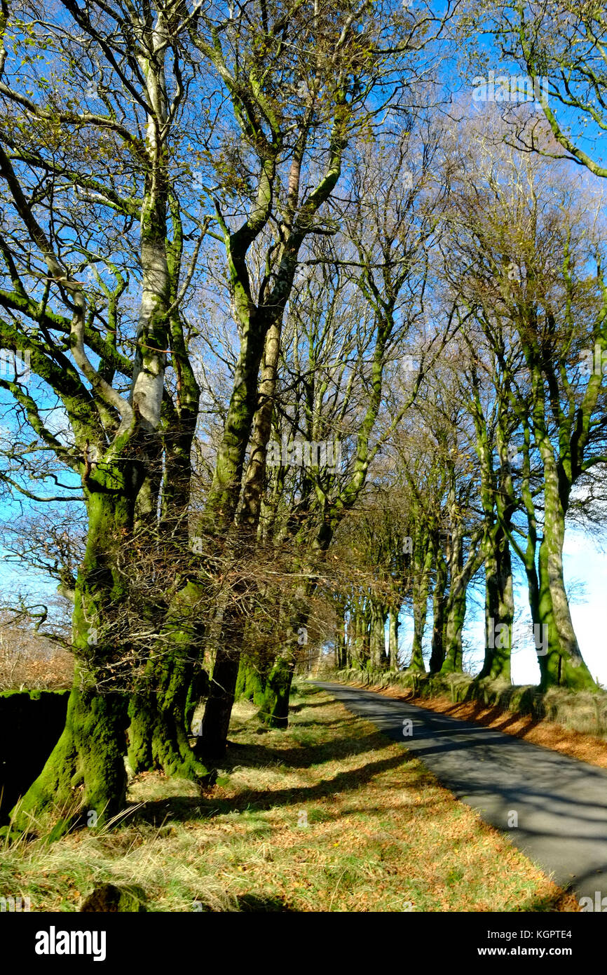 Viale di faggi, Dartmoor Devon. Regno Unito Foto Stock