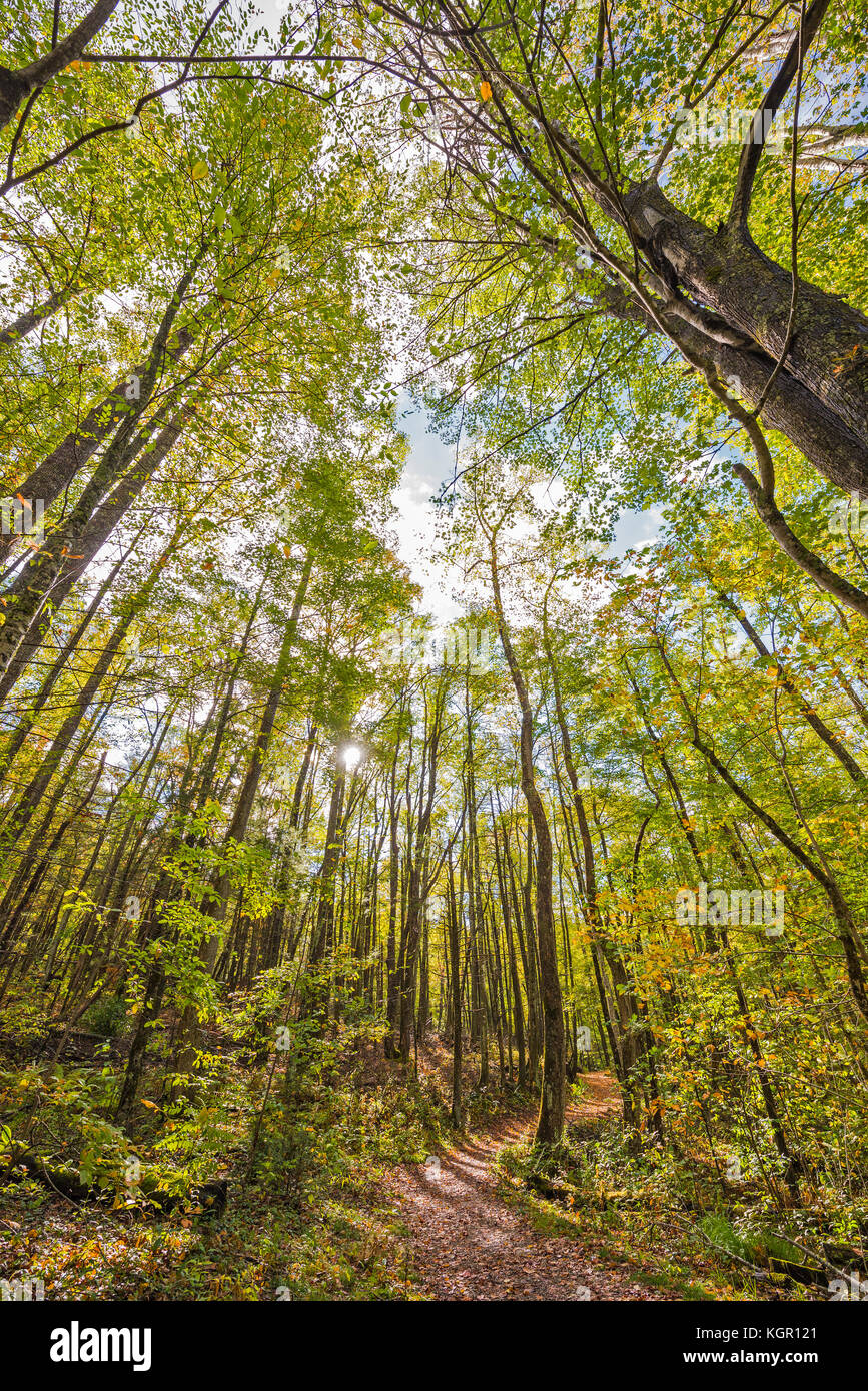 Colore autunnale nel Great Smoky Mountains National Park. Foto Stock