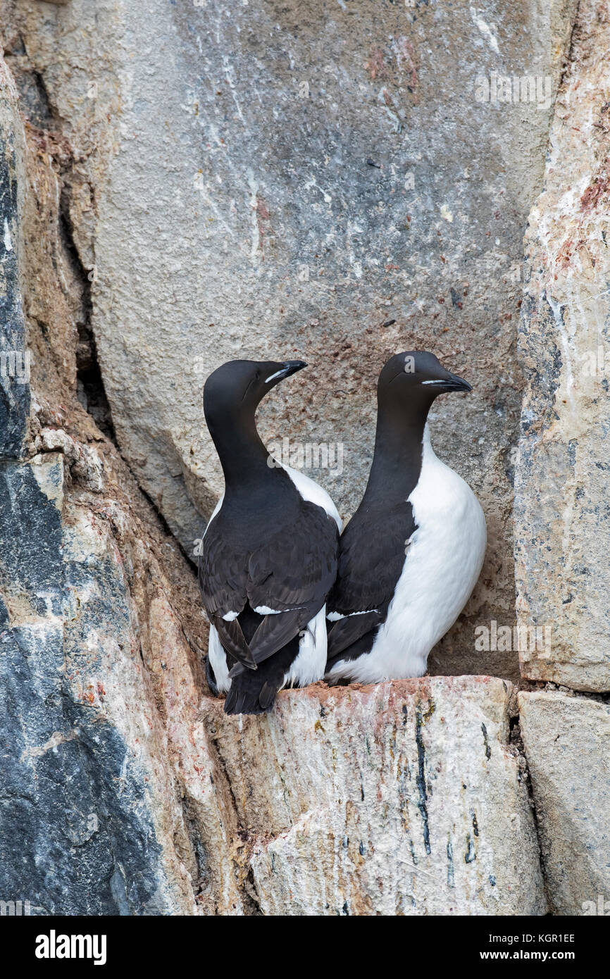 Due murres spessi-fatturati / guillemots di Brünnich (Uria lomvia) su sporgenza rocciosa in scogliera di mare in colonia di uccelli marini, Alkefjellet, Hinlopenstreet, Svalbard Foto Stock