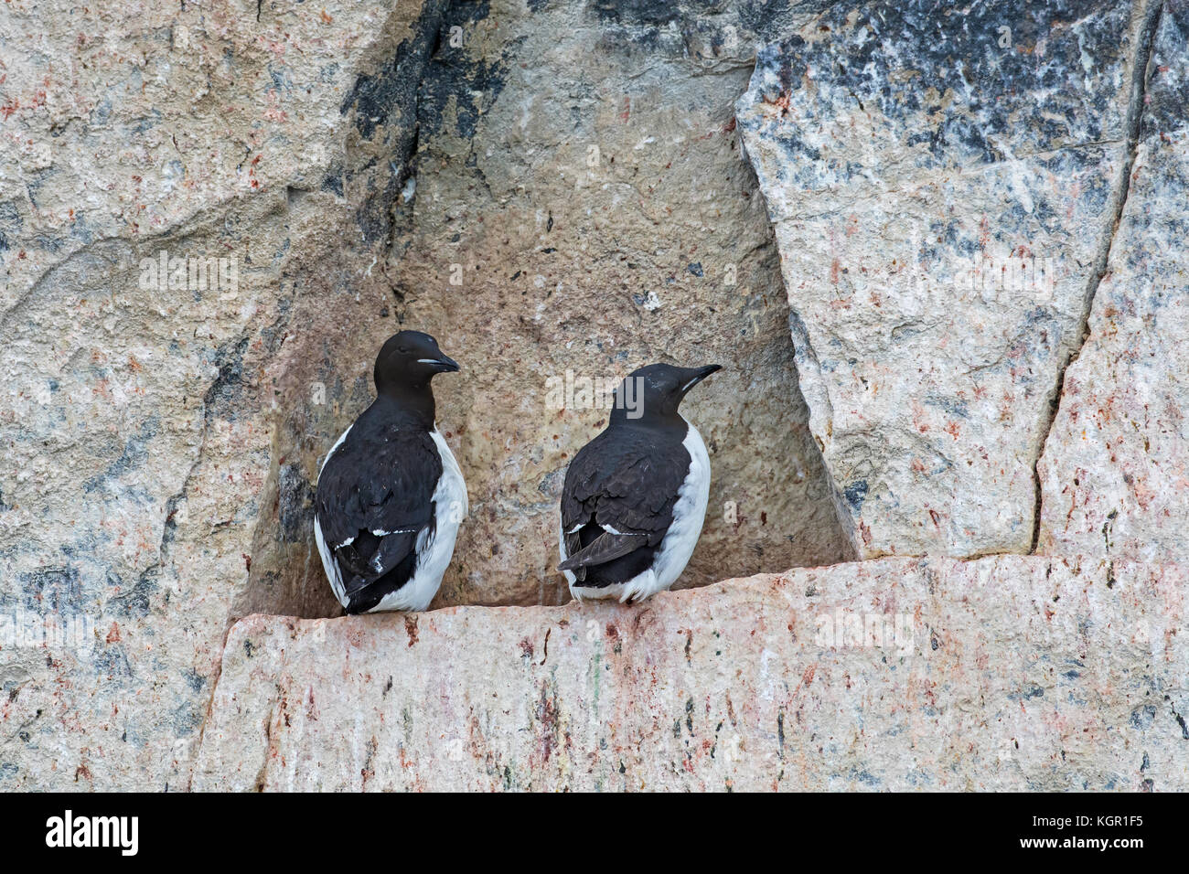 Due murres spessi-fatturati / guillemots di Brünnich (Uria lomvia) su sporgenza rocciosa in scogliera di mare in colonia di uccelli marini, Alkefjellet, Hinlopenstreet, Svalbard Foto Stock