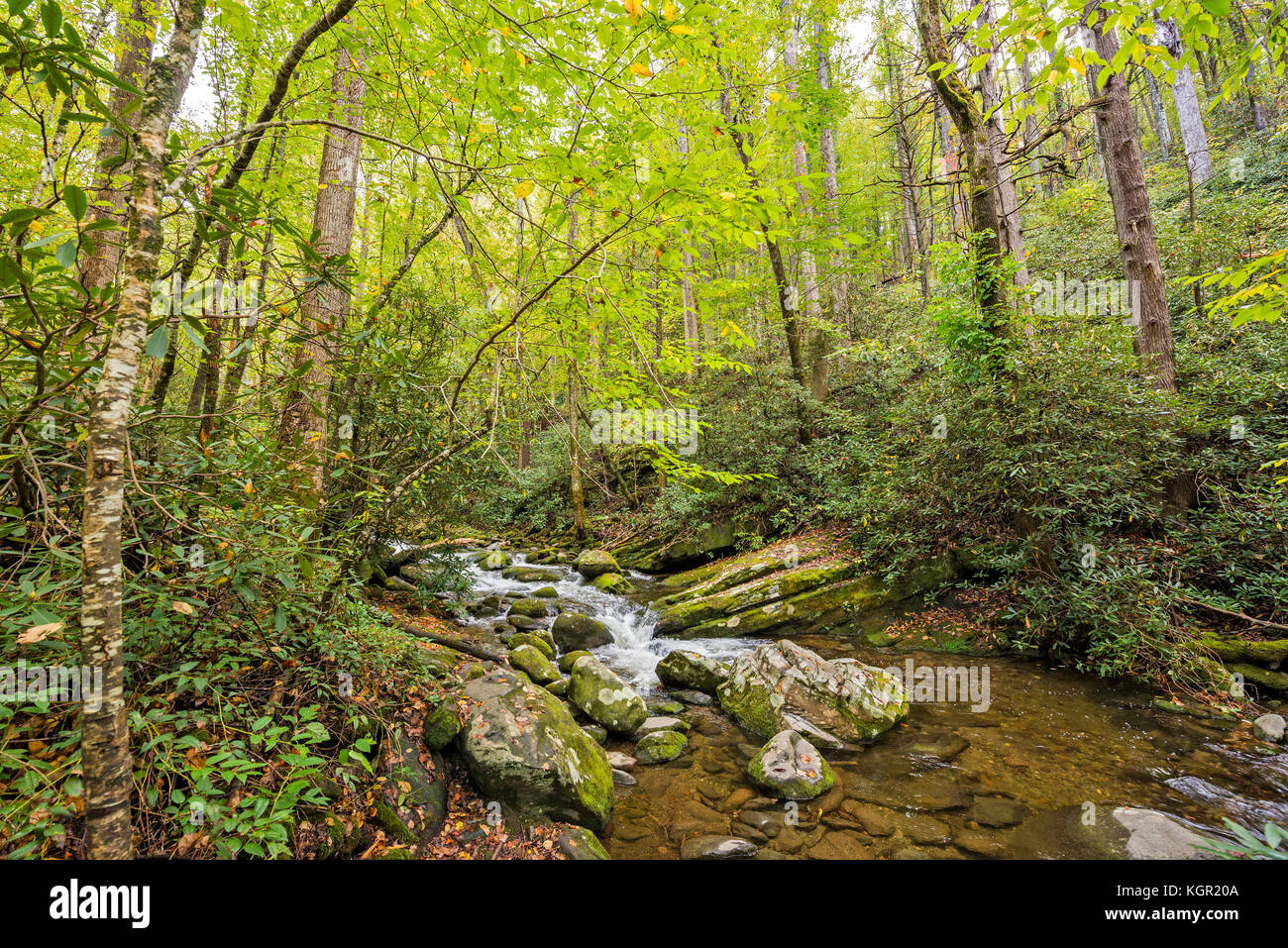 Colore autunnale nel Great Smoky Mountains National Park. Foto Stock