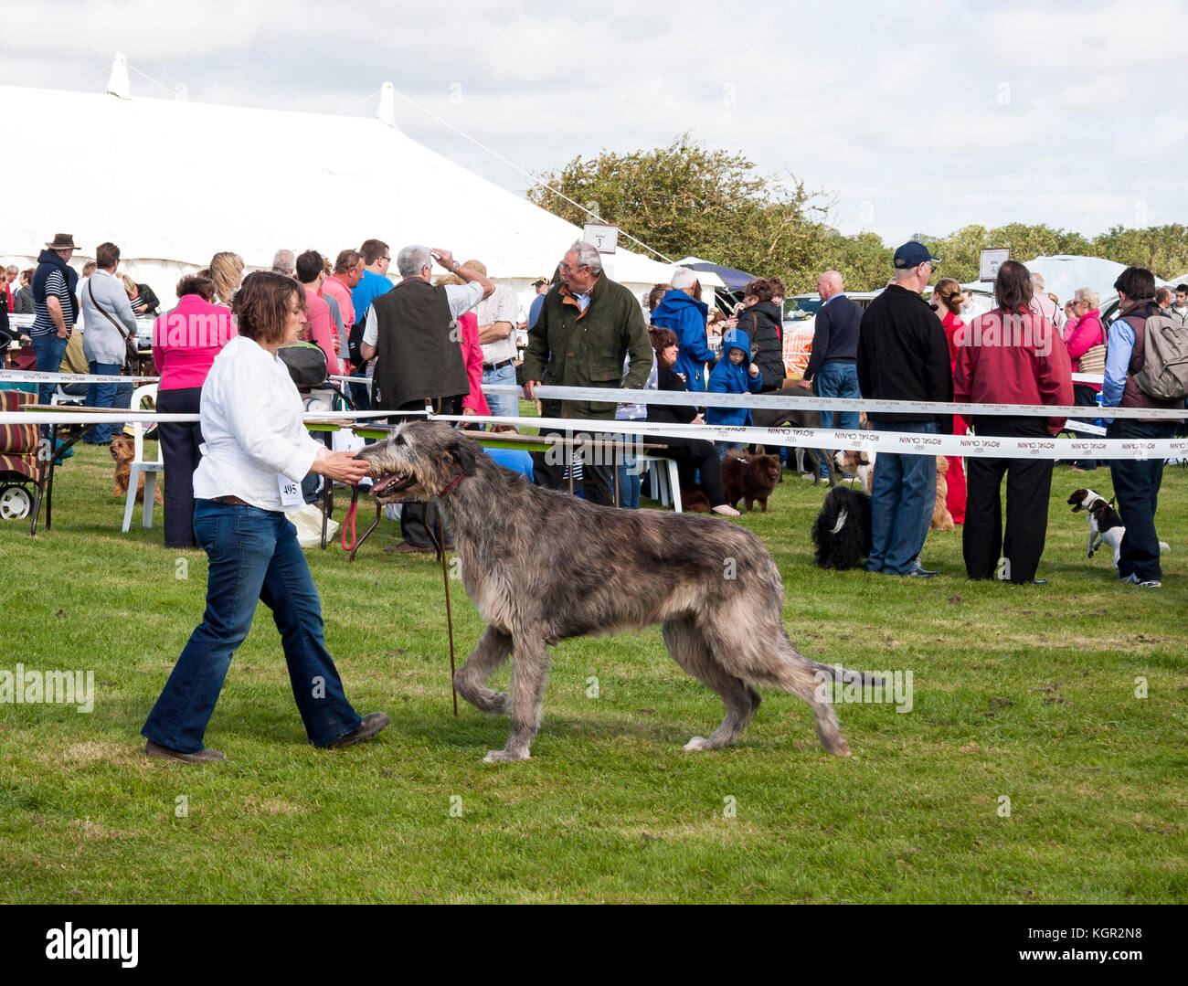 Signora che mostra enorme Irish Wolfhound in dog show anello della concorrenza Foto Stock