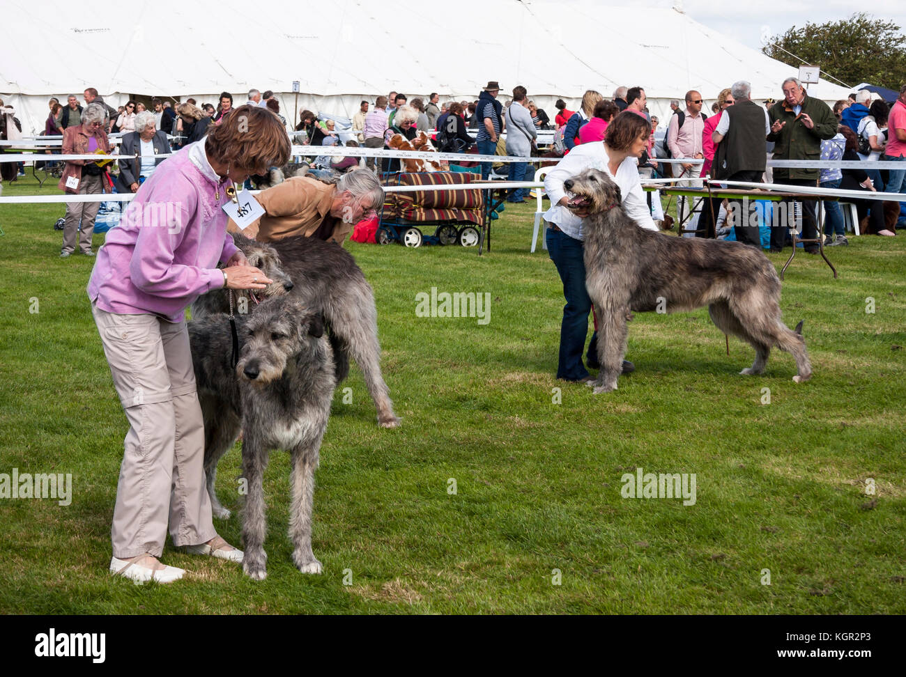 Signora che mostra enorme Irish Wolfhound in dog show anello della concorrenza Foto Stock