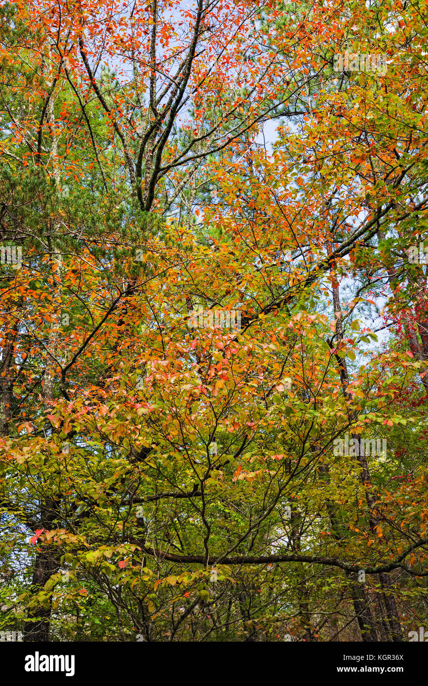 Colore autunnale nel Great Smoky Mountains National Park. Foto Stock