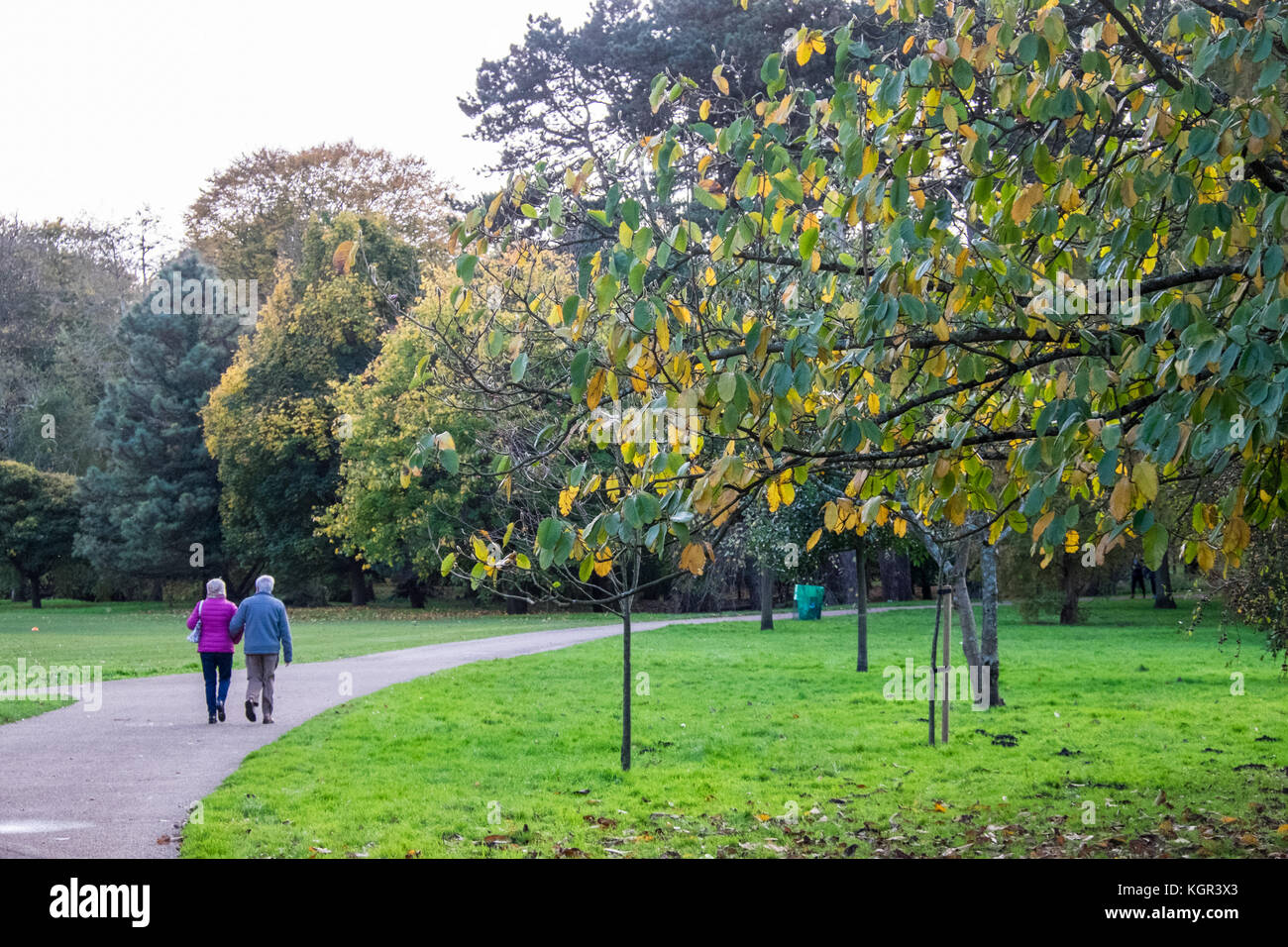 Bute Park,autunno,caduta,fogliame,alberi,verde,verde,verde,Cardiff,capitale,Caerdydd,South Glamorgan,Galles,Welsh,UK,U.K.,l'Europa, Foto Stock
