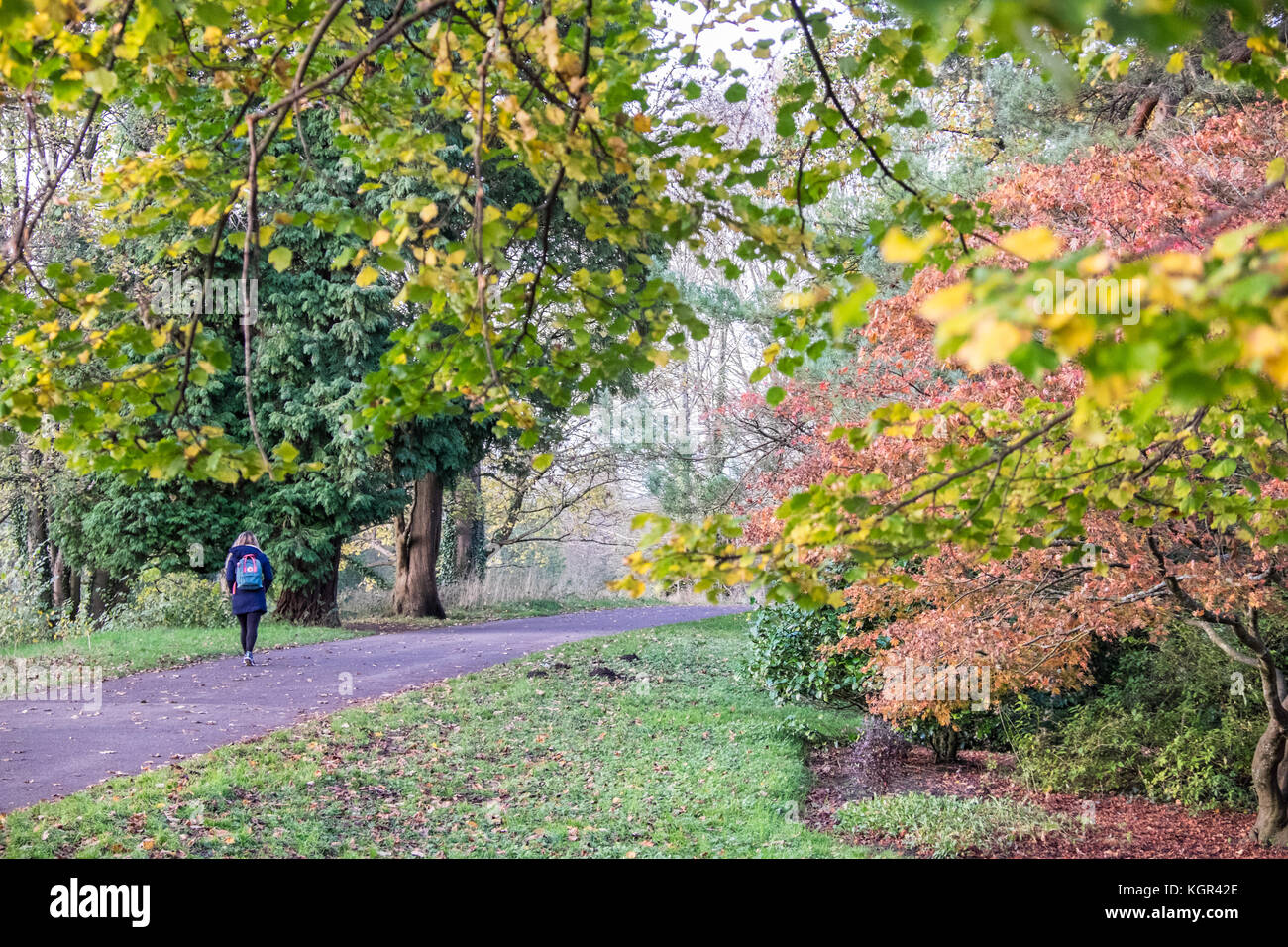 Bute Park,autunno,caduta,fogliame,alberi,verde,verde,verde,Cardiff,capitale,Caerdydd,South Glamorgan,Galles,Welsh,UK,U.K.,l'Europa, Foto Stock