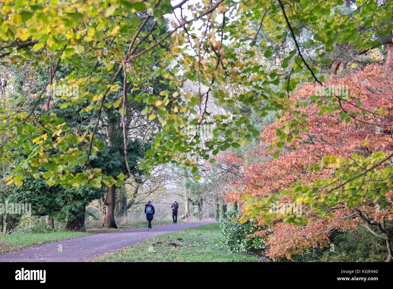 Bute Park,autunno,caduta,fogliame,alberi,verde,verde,verde,Cardiff,capitale,Caerdydd,South Glamorgan,Galles,Welsh,UK,U.K.,l'Europa, Foto Stock