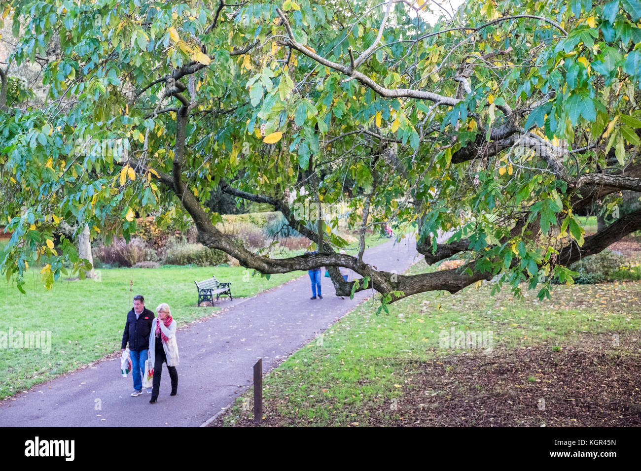 Bute Park,autunno,caduta,fogliame,alberi,verde,verde,verde,Cardiff,capitale,Caerdydd,South Glamorgan,Galles,Welsh,UK,U.K.,l'Europa, Foto Stock