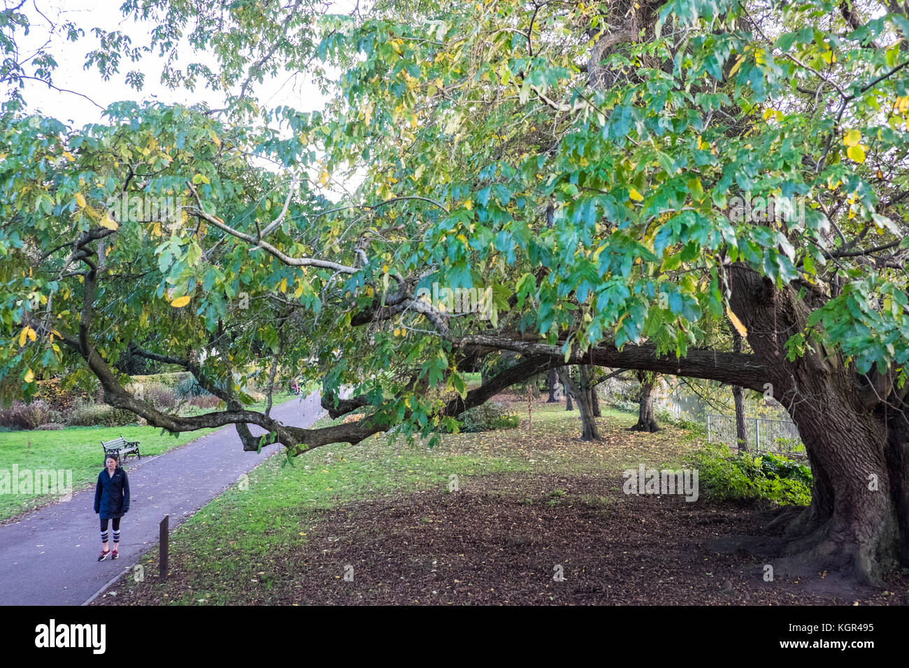 Bute Park,autunno,caduta,fogliame,alberi,verde,verde,verde,Cardiff,capitale,Caerdydd,South Glamorgan,Galles,Welsh,UK,U.K.,l'Europa, Foto Stock
