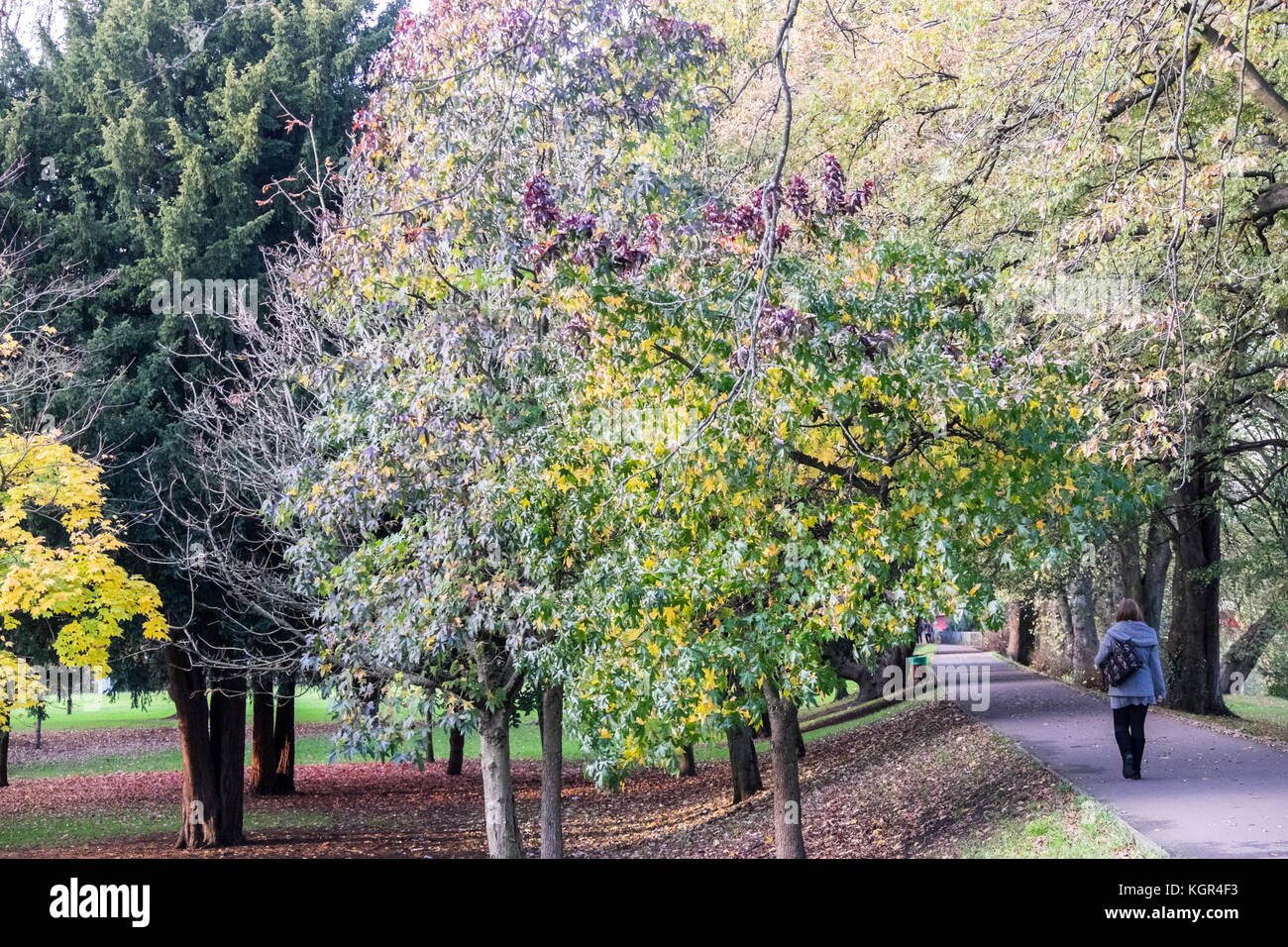 Bute Park,autunno,caduta,fogliame,alberi,verde,verde,verde,Cardiff,capitale,Caerdydd,South Glamorgan,Galles,Welsh,UK,U.K.,l'Europa, Foto Stock