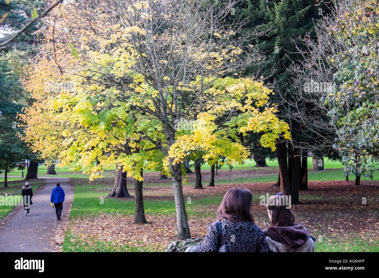 Bute Park,autunno,caduta,fogliame,alberi,verde,verde,verde,Cardiff,capitale,Caerdydd,South Glamorgan,Galles,Welsh,UK,U.K.,l'Europa, Foto Stock