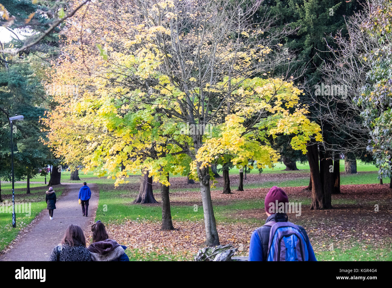 Bute Park,autunno,caduta,fogliame,alberi,verde,verde,verde,Cardiff,capitale,Caerdydd,South Glamorgan,Galles,Welsh,UK,U.K.,l'Europa, Foto Stock