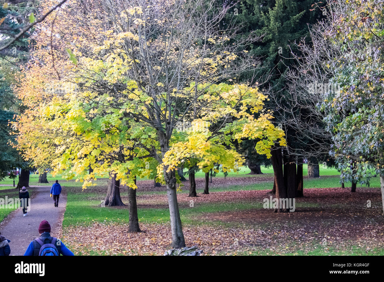Bute Park,autunno,caduta,fogliame,alberi,verde,verde,verde,Cardiff,capitale,Caerdydd,South Glamorgan,Galles,Welsh,UK,U.K.,l'Europa, Foto Stock