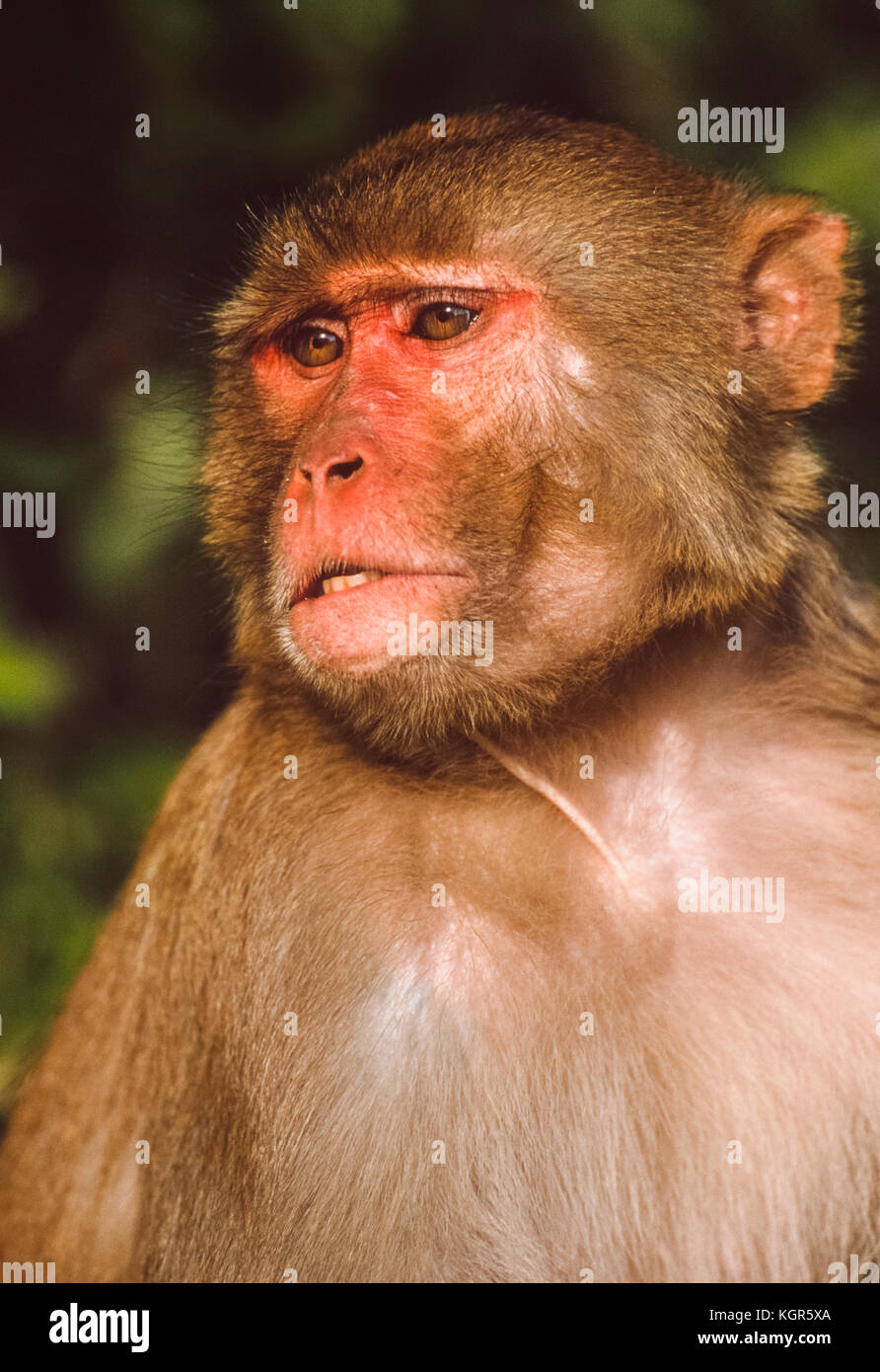 Maschio macaco rhesus monkey, (Mucaca mulatta), di Keoladeo Ghana National Park, Bharatpur Rajasthan, India Foto Stock
