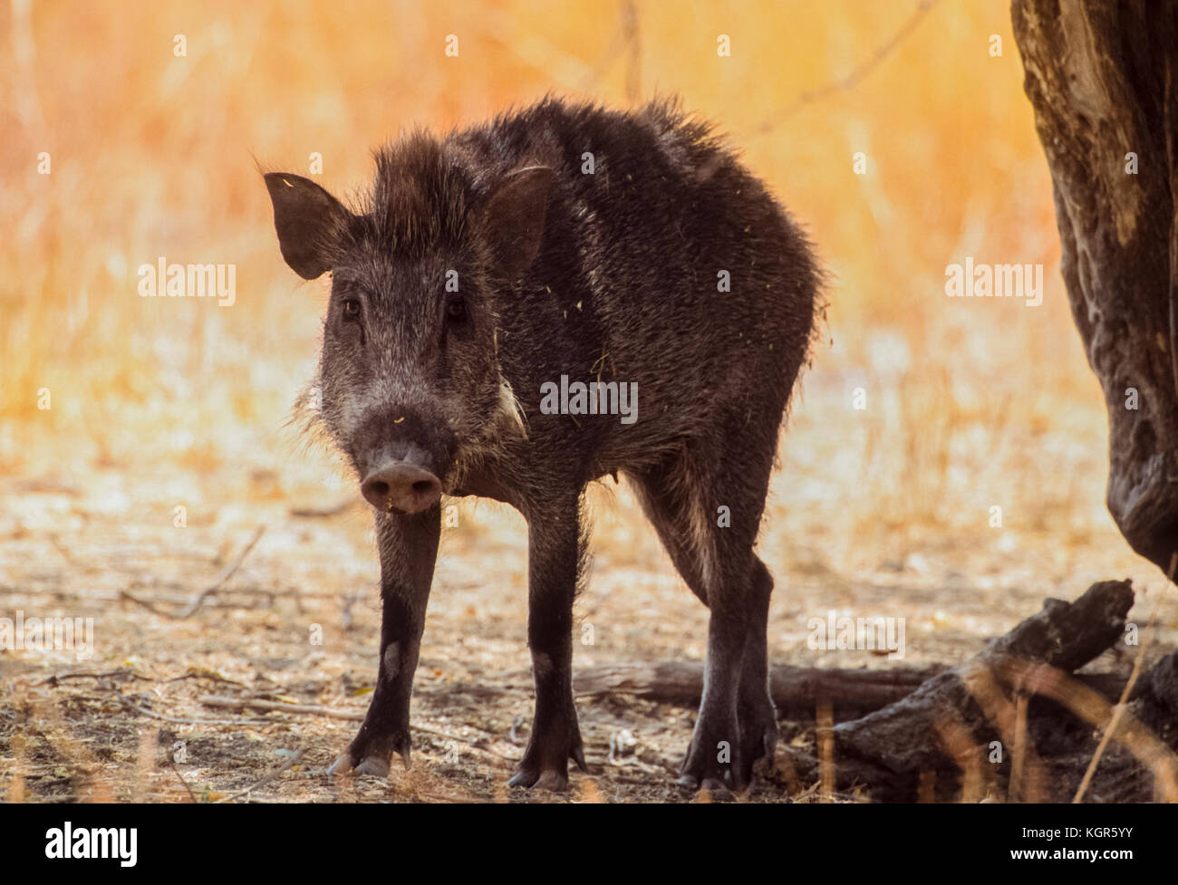 Indiano, il cinghiale (Sus scrofa cristatus), Velavadar National Park, Gujarat, India Foto Stock