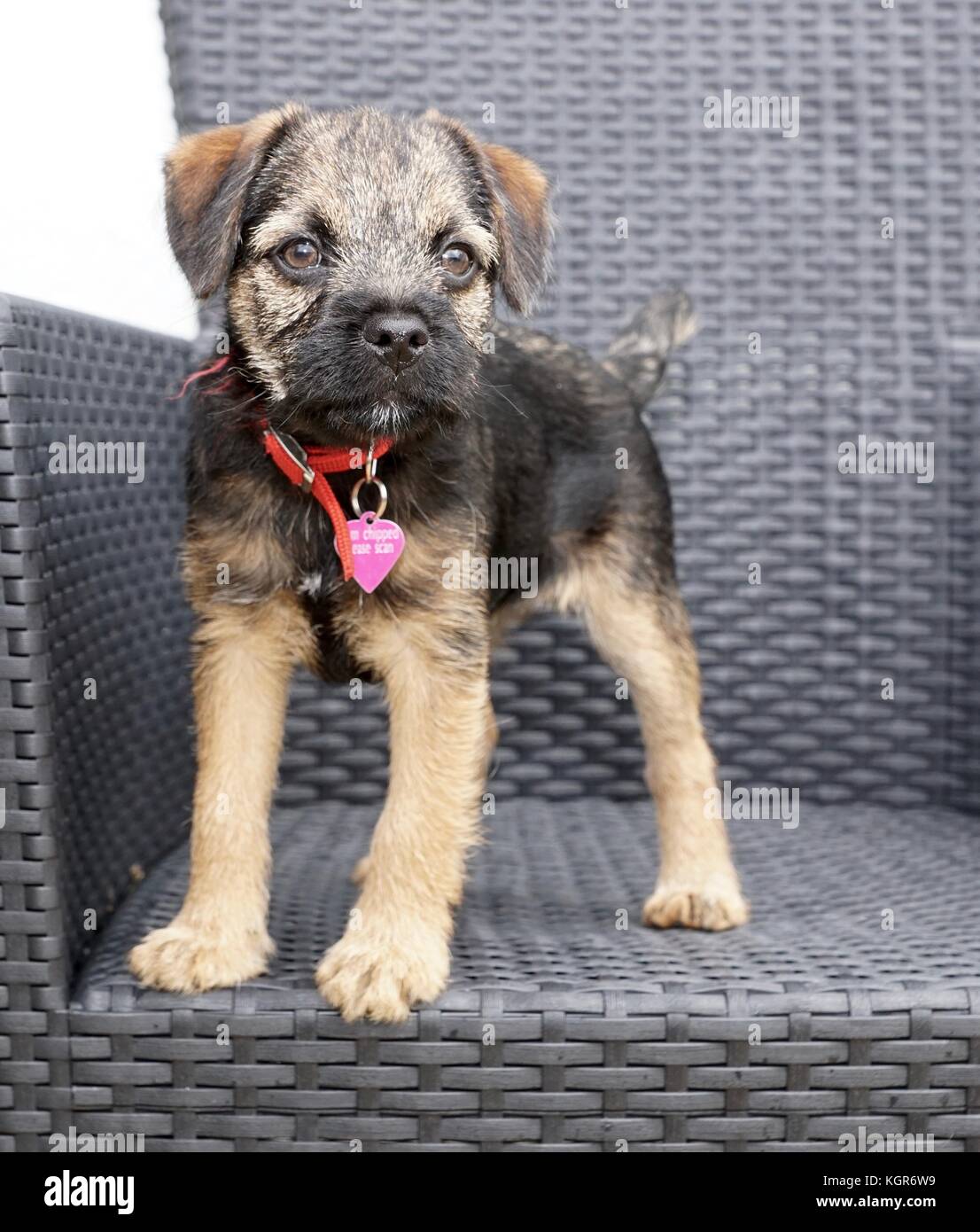 Border Terrier cucciolo in piedi su una sedia Foto Stock