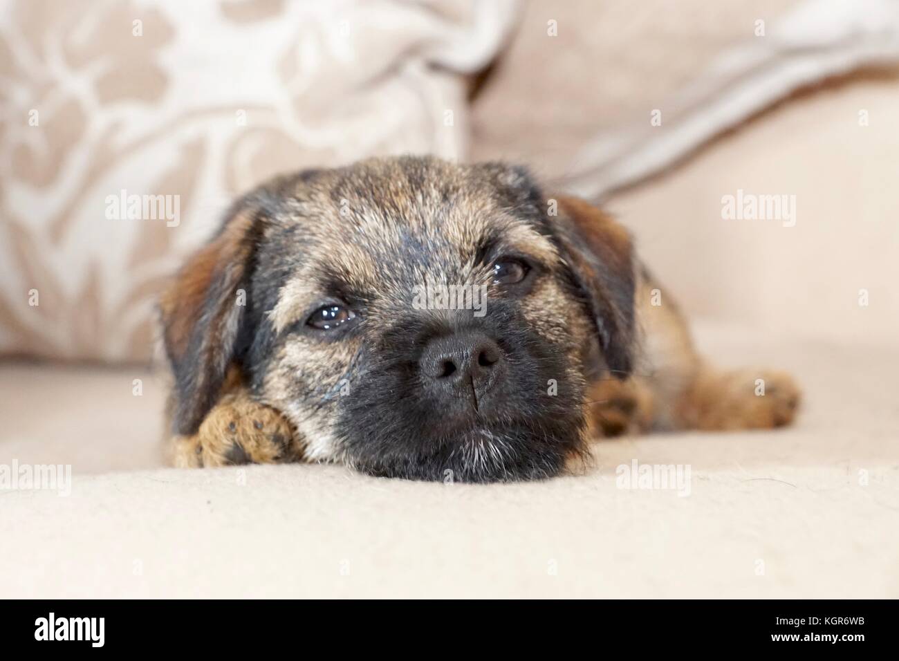 Border Terrier cucciolo sdraiato su una sedia Foto Stock