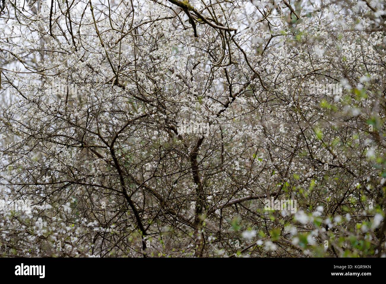 Prunus spinosa, prugnolo blossom, Wales, Regno Unito. Foto Stock