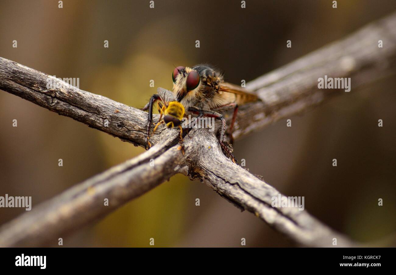 Rapinatore volare a caccia di una piccola ape con i suoi potenti stinger Foto Stock