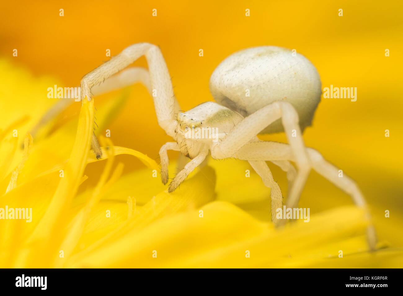 Il ragno granchio (Misumena vatia) in attesa di prede sul fiore di tarassaco. Tipperary, Irlanda Foto Stock