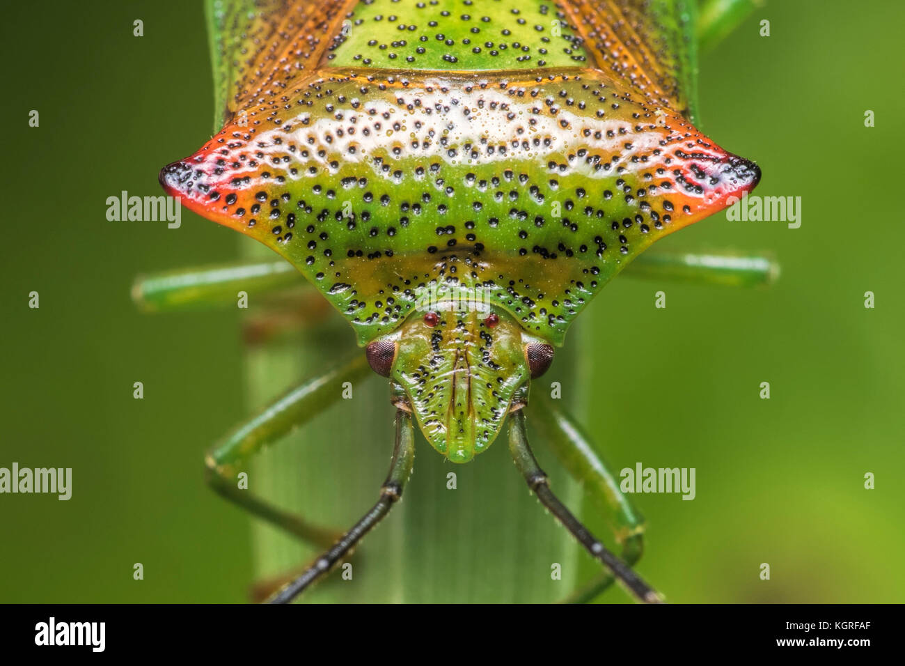 Biancospino Shieldbug (Acanthosoma haemorrhoidale) close up dettaglio. Tipperary, Irlanda Foto Stock