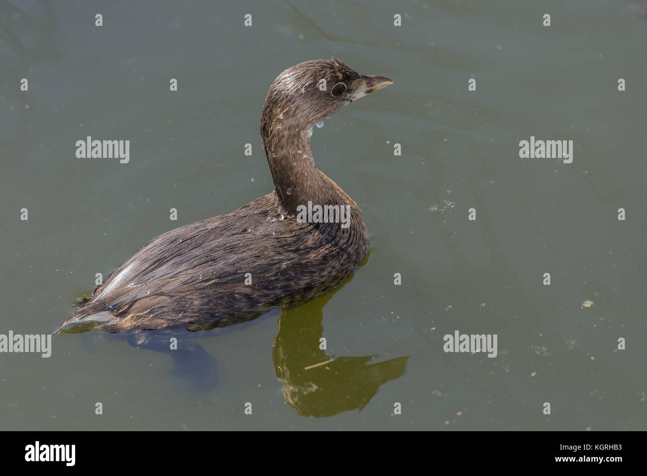 Pied-fatturati svasso, Podilymbus podiceps, sulla superficie dell'acqua dopo un'immersione. Florida, l'inverno. Foto Stock
