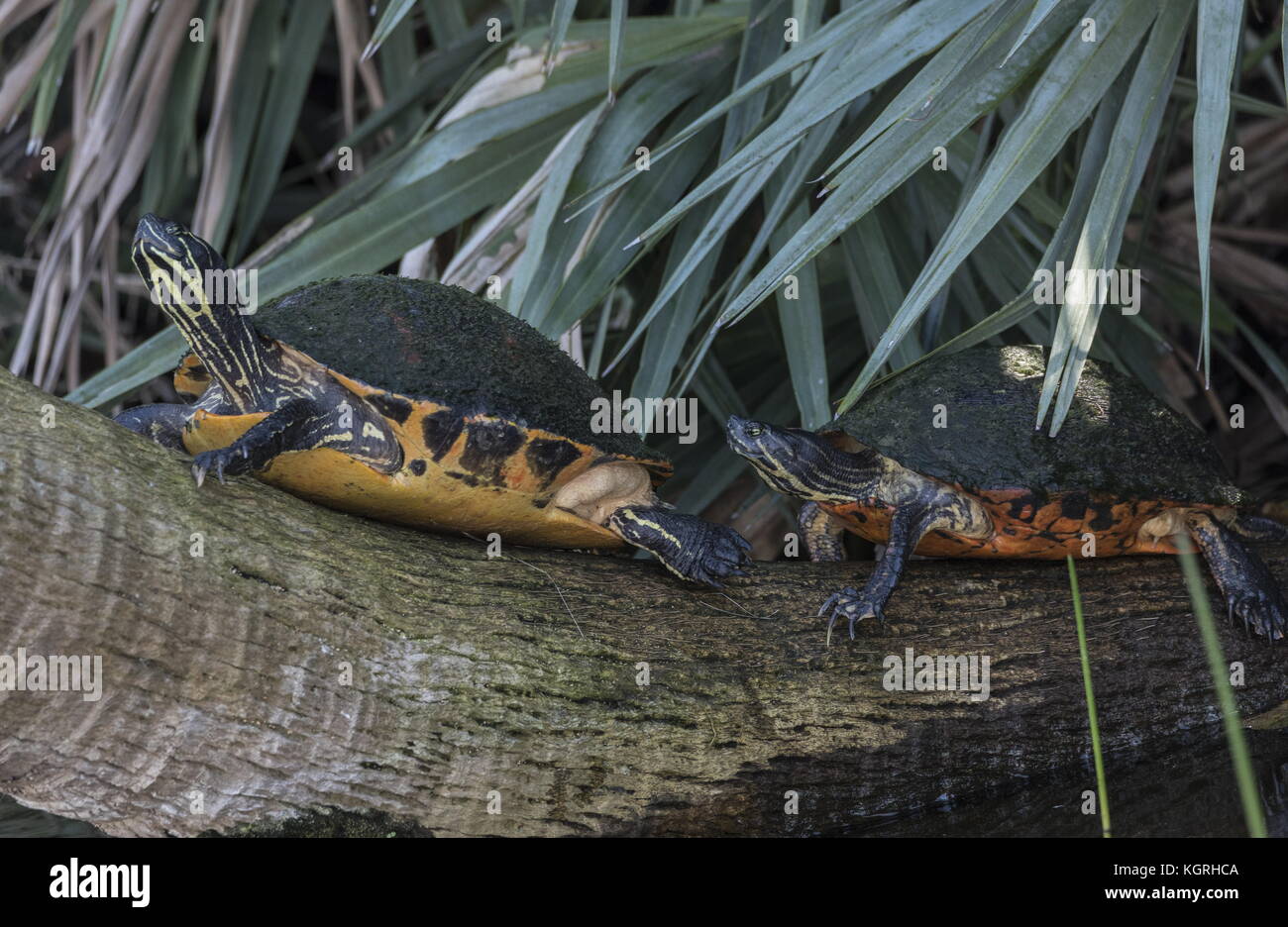 Florida rosso-cooters panciuto, o Florida redbelly tartaruga, Pseudemys nelsoni crogiolarsi su un registro; Everglades, Florida. Foto Stock