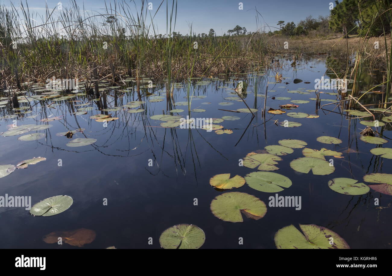 La palude di acqua dolce o di savana in savane preservare parco statale, East Coast della Florida. Foto Stock