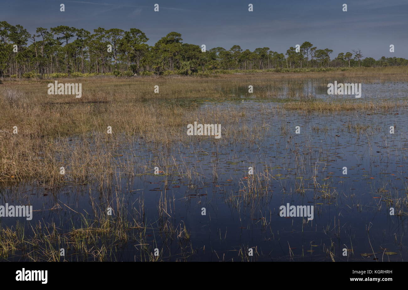 La palude di acqua dolce o di savana in savane preservare parco statale, East Coast della Florida. Foto Stock