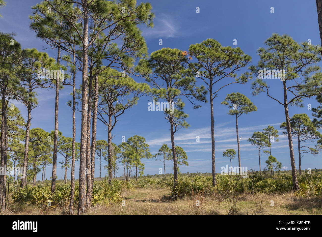 Florida di abete e pino Pinus clausa, in savane preservare parco statale, East Coast della Florida. Foto Stock