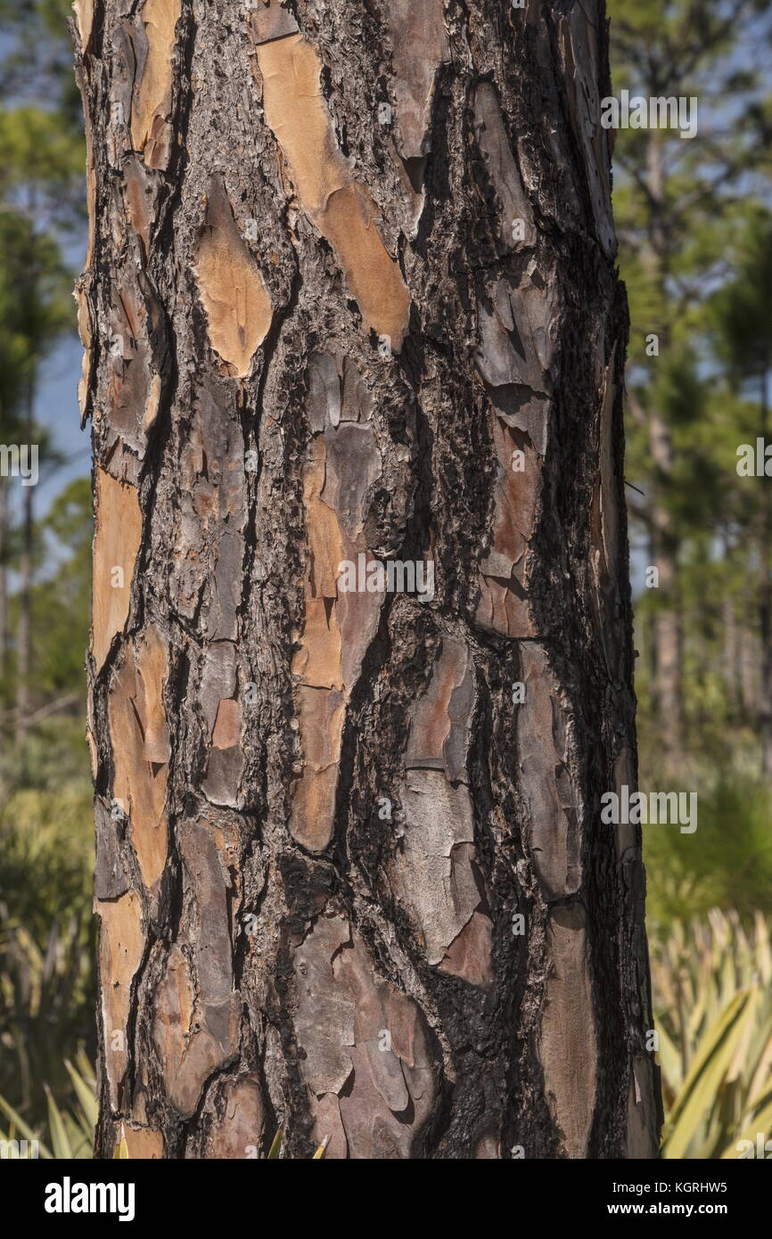 Florida di abete e pino Pinus clausa, in savane preservare parco statale, East Coast della Florida. Foto Stock
