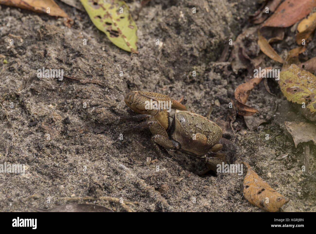 Un Fiddler crab nella sua tana di mangrovie, probabilmente Burger's Fiddler Crab, Uca burgersi. East Florida. Foto Stock