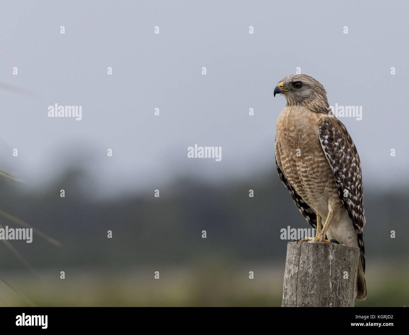 Adulto Red-hawk con spallamento, Buteo lineatus appollaiato sul recinto-post, Florida. Foto Stock