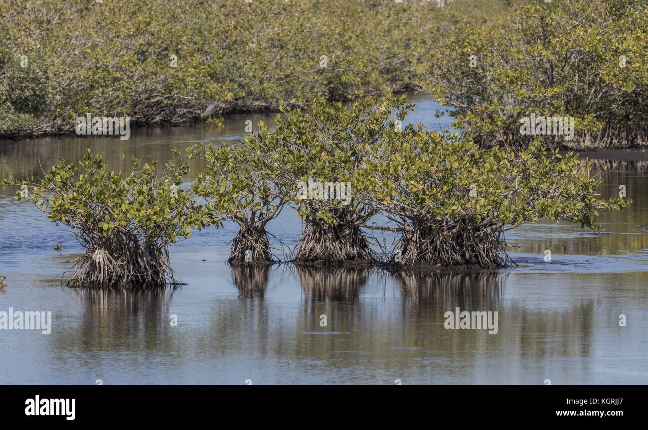 Giovani arbusti di mangrovia rossa, Rhizophora mangle in laguna poco profonda, east Florida. Foto Stock