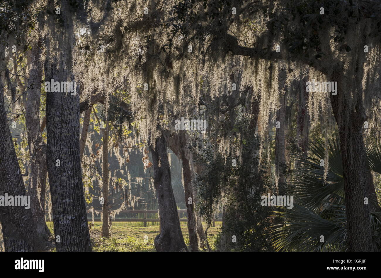 Muschio spagnolo, Tillandsia usneoides, contro la luce. Florida. Foto Stock